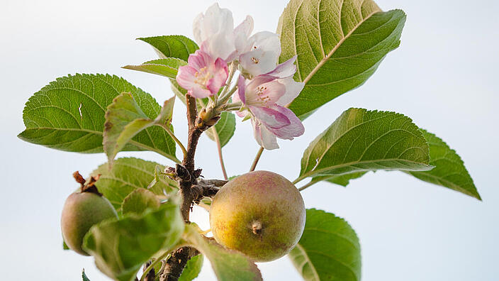 Ein Apfel in der Sonne 