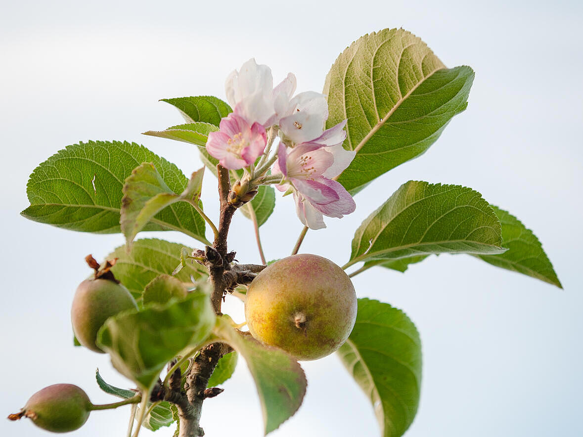 Ein Apfel in der Sonne 