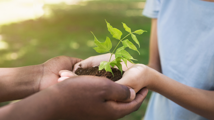 Hände halten einen Setzling 