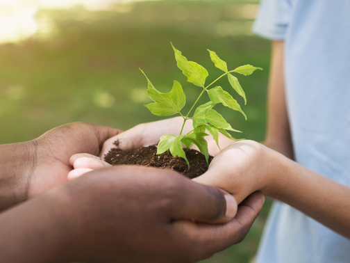 Hände halten einen Setzling 